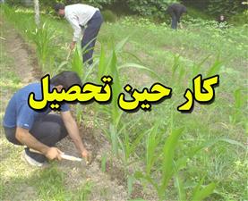 كار حین تحصیل